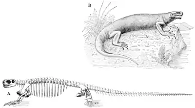 The Osteology of the Reptiles p235.png