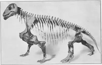 The Osteology of the Reptiles p238.png