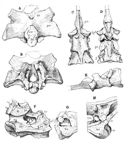 The Osteology of the Reptiles p24.png