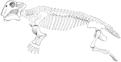 The Osteology of the Reptiles p241.png