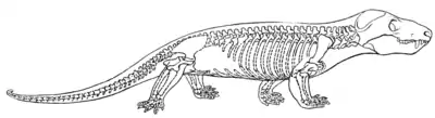 The Osteology of the Reptiles p244.png