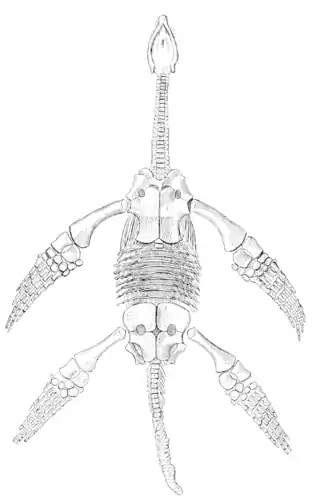 The Osteology of the Reptiles p249.png