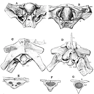 The Osteology of the Reptiles p25.png