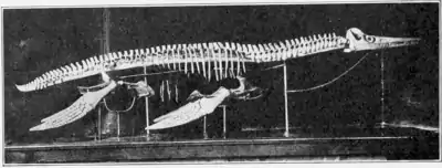 The Osteology of the Reptiles p250.png