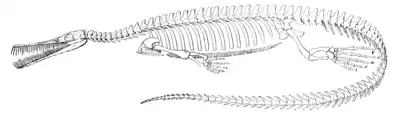 The Osteology of the Reptiles p254.png
