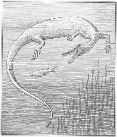 The Osteology of the Reptiles p255.png