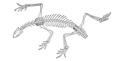 The Osteology of the Reptiles p260 Fig-179.png