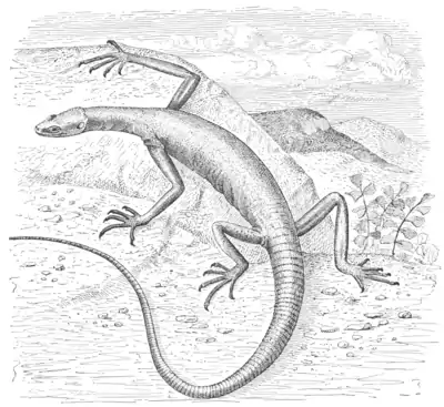 The Osteology of the Reptiles p260 Fig-180.png