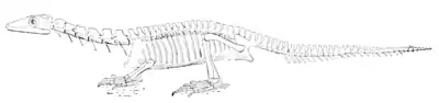 The Osteology of the Reptiles p261.png