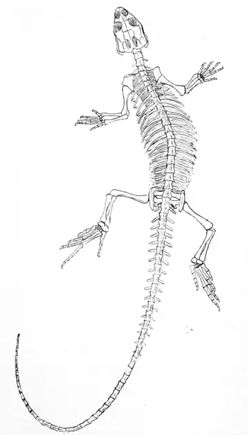 The Osteology of the Reptiles p263.png