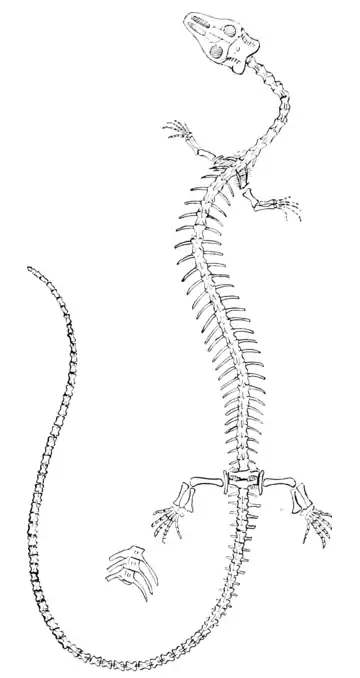 The Osteology of the Reptiles p271.png