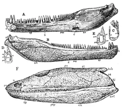 The Osteology of the Reptiles p28.png