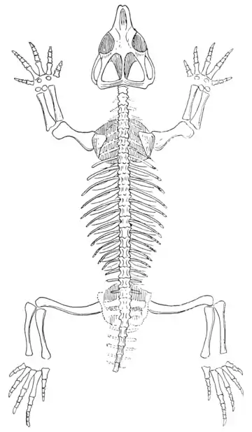 The Osteology of the Reptiles p280.png