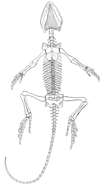 The Osteology of the Reptiles p282.png