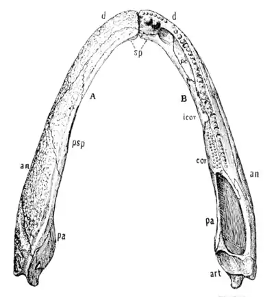 The Osteology of the Reptiles p29.png