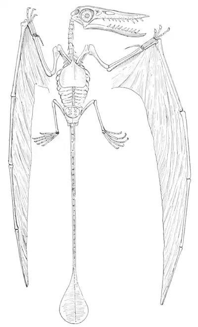 The Osteology of the Reptiles p297.png