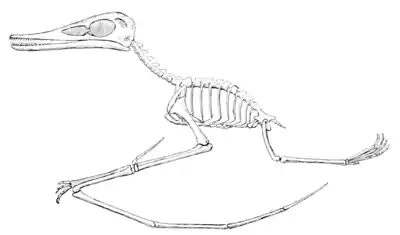 The Osteology of the Reptiles p299 Fig-189.png