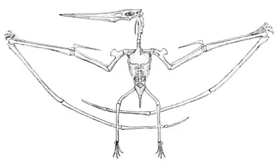 The Osteology of the Reptiles p299 Fig-190.png