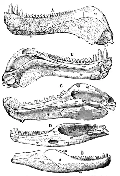 The Osteology of the Reptiles p30.png