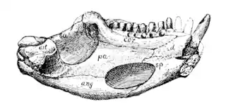 The Osteology of the Reptiles p31 Fig-17.png