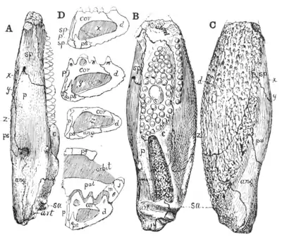 The Osteology of the Reptiles p31 Fig-18.png