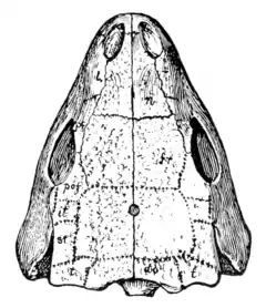 The Osteology of the Reptiles p33 Fig-19.png