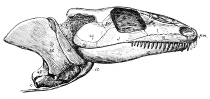 The Osteology of the Reptiles p33 Fig-20.png