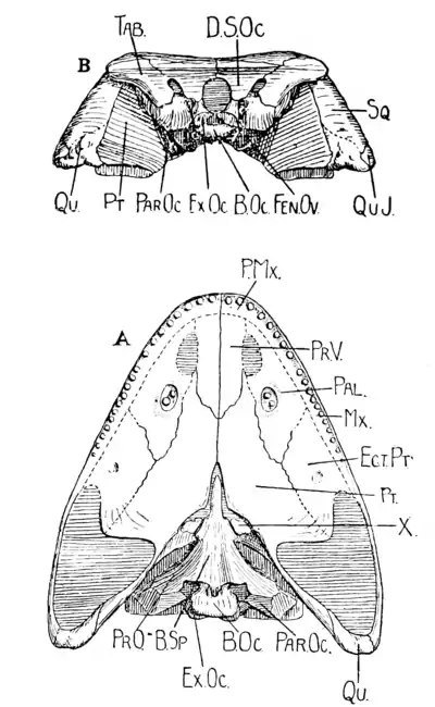 The Osteology of the Reptiles p35.png