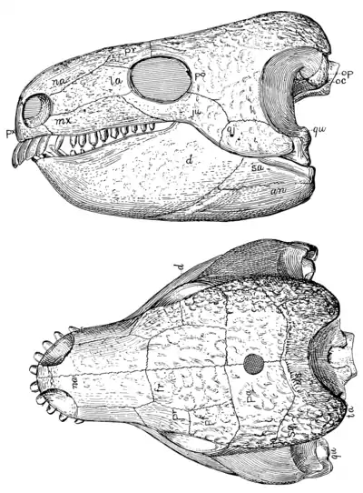 The Osteology of the Reptiles p36.png