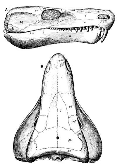 The Osteology of the Reptiles p37.png