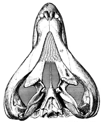 The Osteology of the Reptiles p38.png