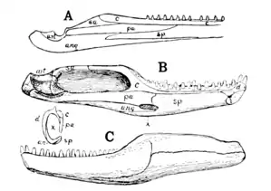 The Osteology of the Reptiles p39 Fig-25.png