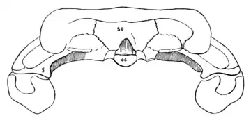 The Osteology of the Reptiles p39 Fig-26.png