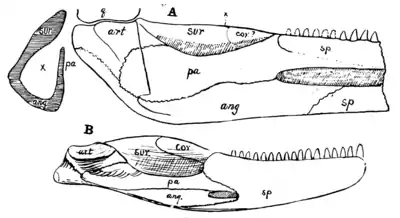 The Osteology of the Reptiles p39 Fig-27.png