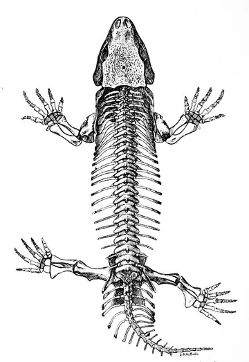 The Osteology of the Reptiles p4.png