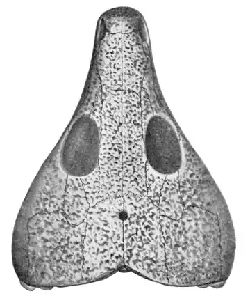The Osteology of the Reptiles p40.png