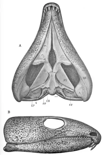 The Osteology of the Reptiles p41.png