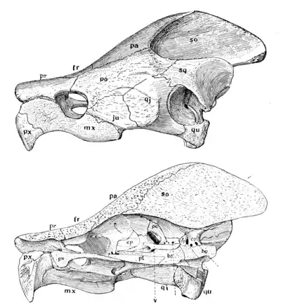 The Osteology of the Reptiles p42.png