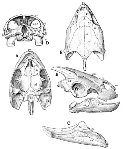 The Osteology of the Reptiles p43.png
