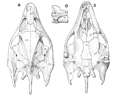 The Osteology of the Reptiles p44.png