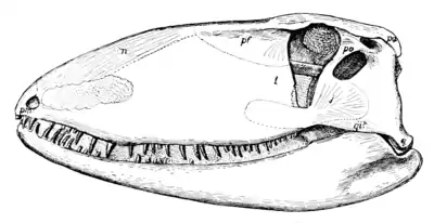 The Osteology of the Reptiles p46.png