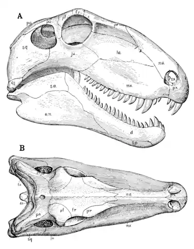 The Osteology of the Reptiles p47.png