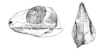 The Osteology of the Reptiles p48 Fig-34.png