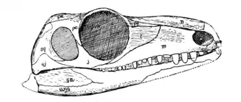 The Osteology of the Reptiles p48 Fig-35.png