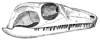 The Osteology of the Reptiles p48 Fig-36.png