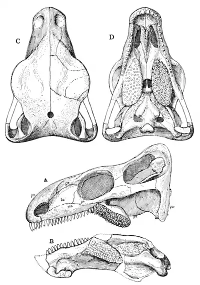 The Osteology of the Reptiles p50.png