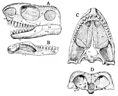 The Osteology of the Reptiles p51 Fig-42.png