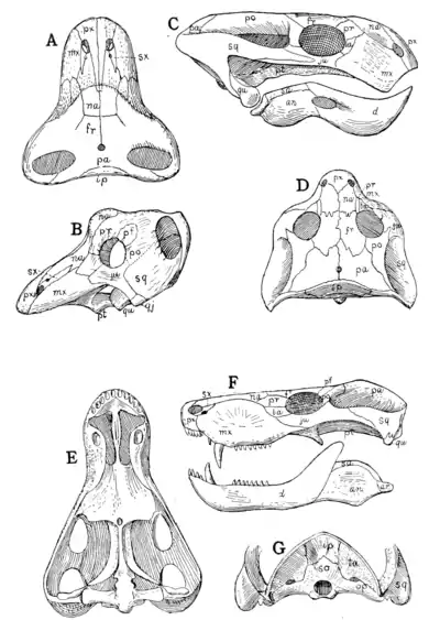 The Osteology of the Reptiles p54.png