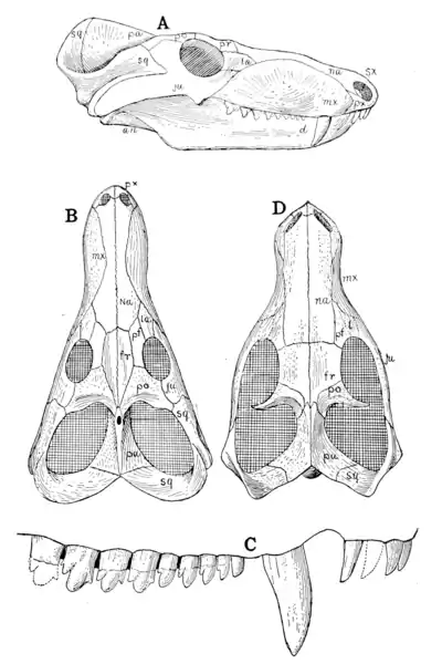 The Osteology of the Reptiles p55.png