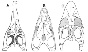 The Osteology of the Reptiles p57 Fig-46.png
